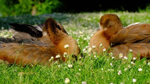Egyptian gooses Stock Footage 310779221