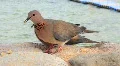 Egyptian pigeons HD Footage
