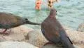 Egyptian pigeons HD Footage