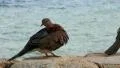 Egyptian pigeons HD Footage