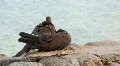 Egyptian pigeons HD Footage