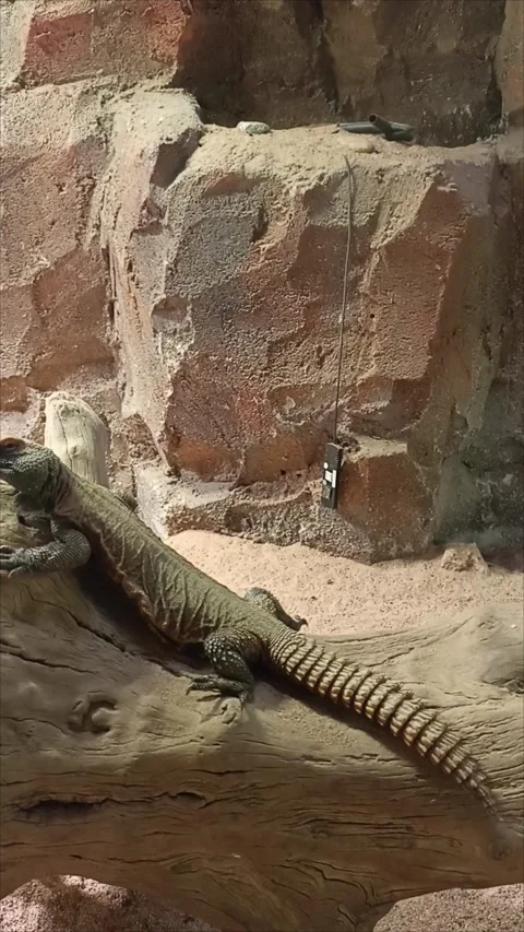 Egyptian spiny-tailed lizard crawling on a rocky desert ground Stock Footage 343959575