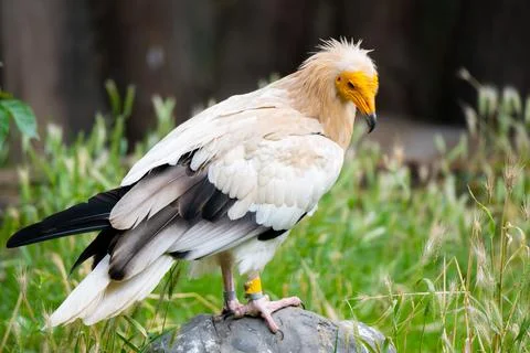 Egyptian vulture close-up profile view Stock Photos