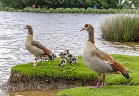 Egyption goose with babies Stock Photos