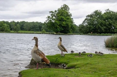 Egyption goose with babies 写真素材