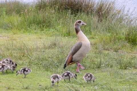 Egyption goose with babies Stock Photos