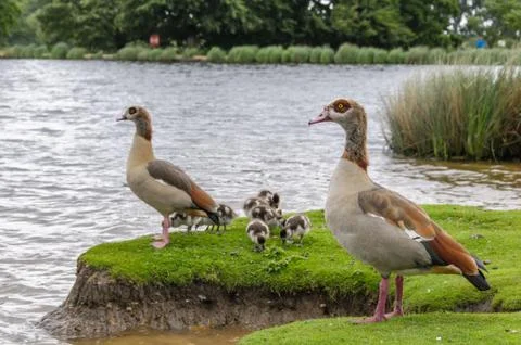 Egyption goose with babies Stock Photos