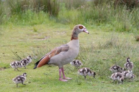 Egyption goose with babies Stock Photos