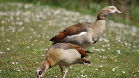 Egyption Goose Stock Photos