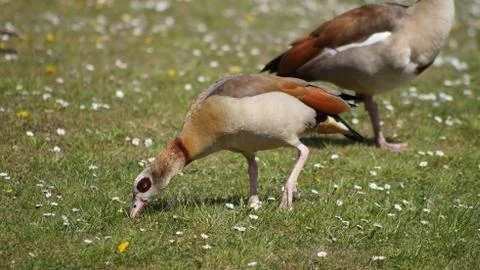Egyption Goose Stock Photos