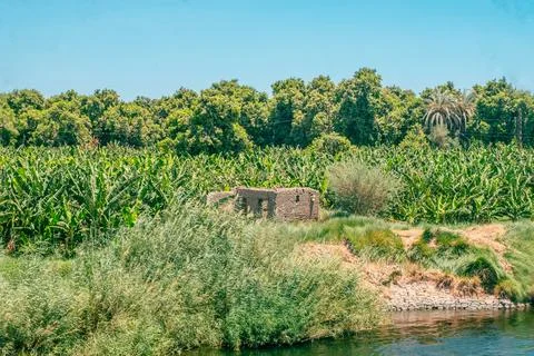 Egypt's Hidden Gem: Forest Views from Nile Cruise Stock Photos
