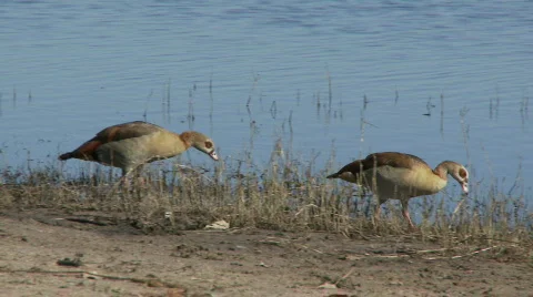 Egytpian Geese 스톡 동영상 360993
