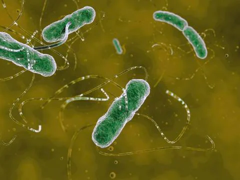 Ehec bacteria, artwork Stock Illustration