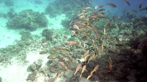 Ehrenberg's snapper Stock Footage 78618578