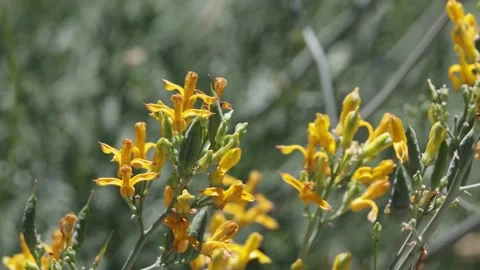 EHRENDORFERIA CHRYSANTHA BLOOM Stock Footage 170719936