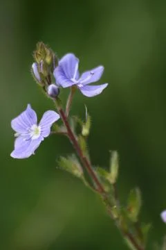 Ehrenpreis Stock Photos