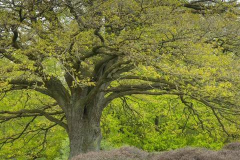 Eiche, Eichen, Baum, Borkener Paradies, Emsland, Niedersachsen, McPWRO ***... Fotos Stock