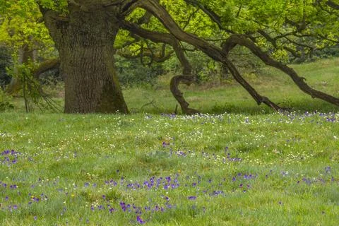 Eiche, Eichen, Baum, Borkener Paradies, Emsland, Niedersachsen, McPWRO ***... Foto stock