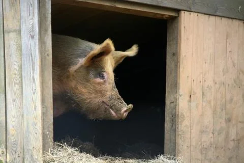 Eichelschwein Stock Photos