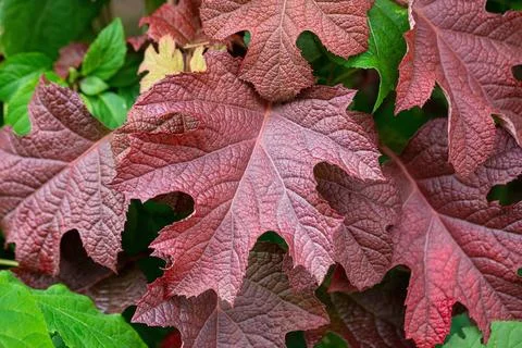 Eichenblatt-Hortensie (Hydrangea quercifolia RUBY SLIPPERS) McPHRM *** Oak... Foto stock