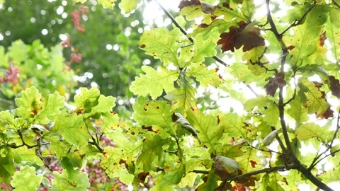 Eichenblätter Stock Footage 151766724