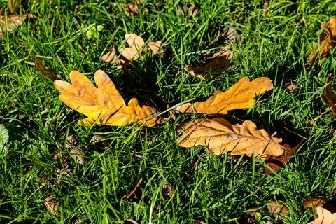 Eichenlaub in Herbstfarbe Stock Photos
