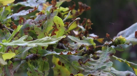 Eiche/Oak Blätter/Leaves Closeup Stock Footage 41875604