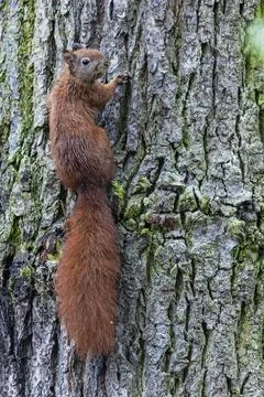 Eichhoernchen am Stamm einer Eiche Eichhoernchen gehoeren wie die Baeren z... Foto stock
