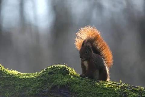 Eichhoernchen im Spaetherbst Eichhoernchen koennen mit einem Sprung leicht... Fotos Stock
