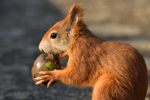 Eichhoernchen mit Walnuss Stock Photos