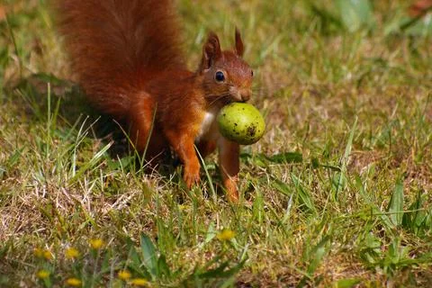 EICHHoeRNCHEN, Sciurus, EICHHöRNCHEN, Europäisches Eichhörnchen mit Walnus Stock Photos