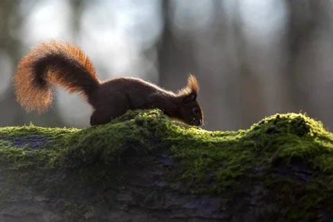 Eichhoernchen / Sciurus vulgaris Eichhoernchen / Red squirrel / Sciurus vu... Фото