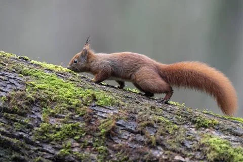 Eichhoernchen / Sciurus vulgaris Red squirrel / Sciurus vulgaris Copyright... 写真素材