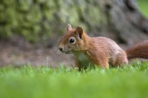  Eichhörnchen seitlich Eichörnchen auf einer Wiese im Park, von der Seite . 写真素材