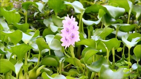 An eichhornia crassipes, water hyacinth, closeup Stock Footage