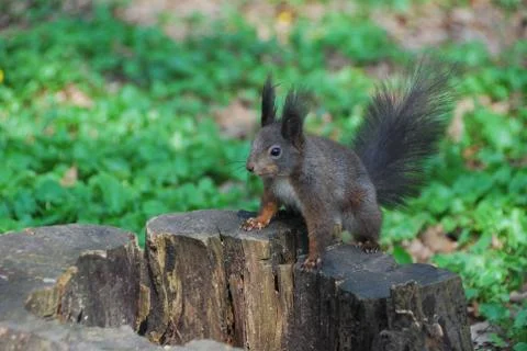 Eichkaetzchen auf einem baumstumpf Stock Photos