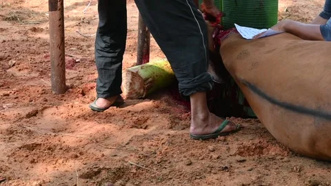 Eid adha Stock Footage 205030834