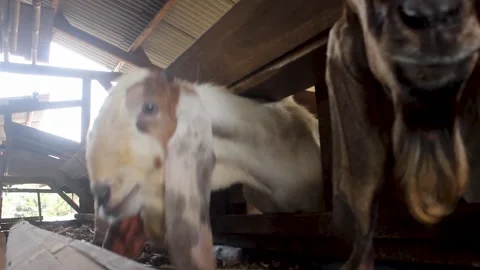 Eid al-Adha sacrificial animals Vídeo Stock 276396353