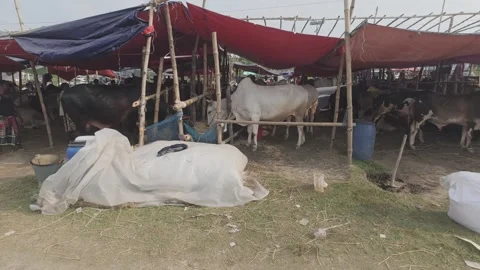 Eid Cattle Market in Diyabari with Cows, Sellers, and Sheltered Stalls Stock Footage 335377192