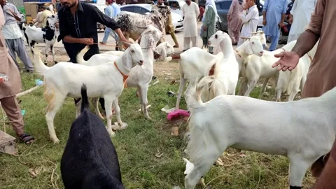 Eid Ul Adha Islamic Festival's Bakra Mandi 库存影片 200992174