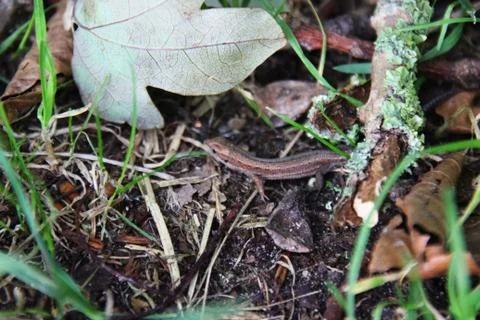 Eidechse Stock Photos