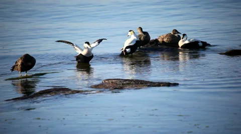 Eider birds with ducklings Stock-Footage 38436791