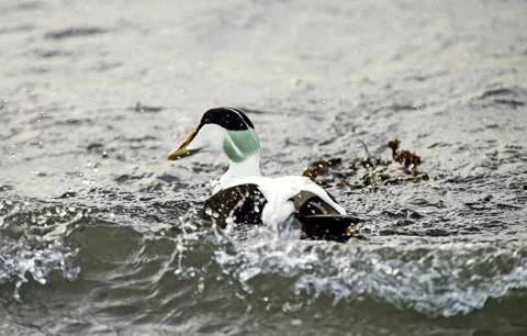 Eider Drake Stock Photos