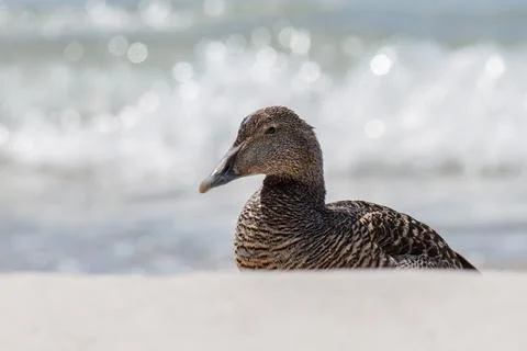 Eider duck on the dune Stock Photos