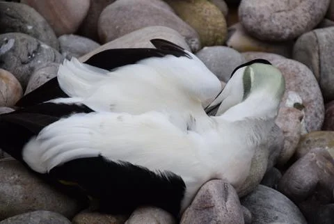 Eider Duck Stock Photos