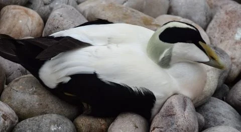 Eider Duck Stock Photos