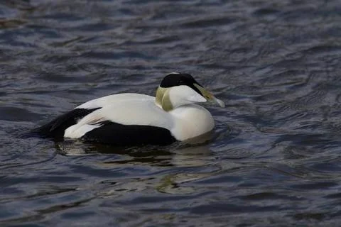 Eider Duck Stock Photos