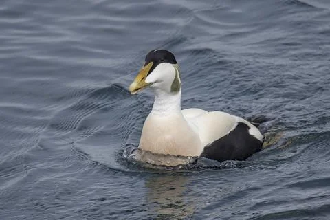 Eider Duck Foto stock