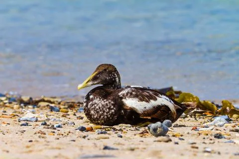 Eider duck resting on the beach Stock Photos