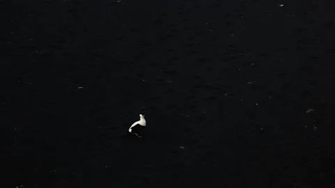 Eider duck walking on ground in slow-motion wide shot in Iceland Stock Footage 172337057